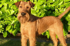 Welpen_A_1_6g_Zugeschnitten