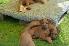 Welpen_10_3_g