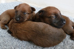 Welpen_2_1_g