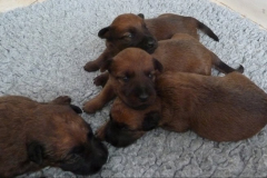 Welpen_2_3_g