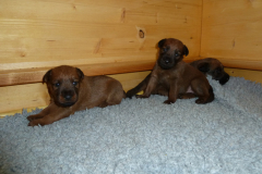 Welpen_3_2_g