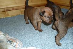 Welpen_3_3_g
