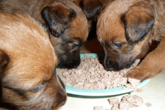 Welpen_5_3_g