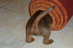 Welpen_6_3_g