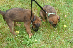 Welpen_7_3_g