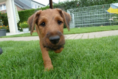 Welpen_9_5_g
