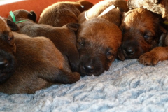 Welpen_C_2_4_g