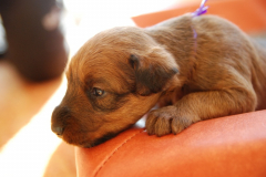 Welpen_C_3_6_g
