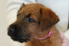 Welpen_C_7_4_g