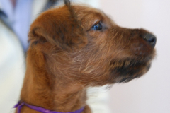 Welpen_C_7_6_g