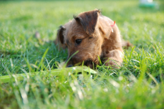 Welpen_C_9_2_g