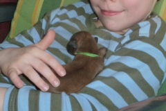 Hündin grün 1. Woche