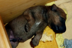 Rüde weiss 1. Woche