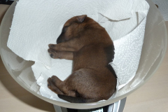 Rüde weiss 1. Woche Schläfchen in der Waage