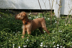 Welpen_D_10_5