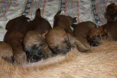 D-Wurf 2. Woche die Augen gehen auf