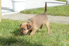 grünes Mädchen 5. Woche