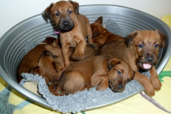Welpen_D_6_5