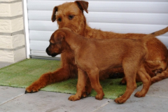 Welpen_D_7_4