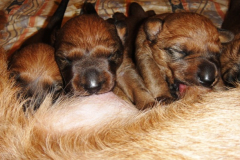 Welpen_E_2_2