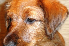 Welpen_E_8_4