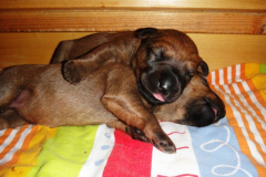 Welpen_E_2_1