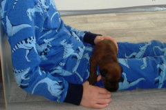 Welpen_F_3_5_Zugeschnitten