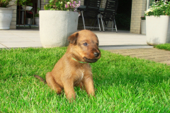 Welpen_F_5_1