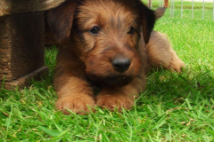 Welpen_F_6_1