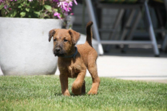 Welpen_F_8_6