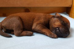 Welpen_G_2_2