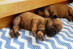 Welpen_G_2_6