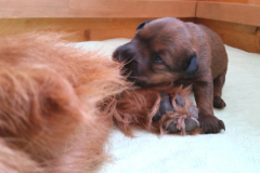Welpen_G_3_3