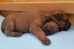 Welpen_G_3_4