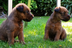 Welpen_G_5_1