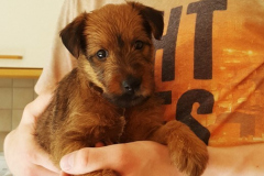 Welpen_G_6_1_Zugeschnitten