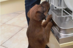 Welpen_G_6_2_Zugeschnitten