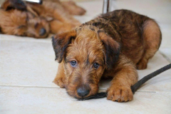 Welpen_G_8_3