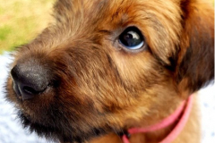 Welpen_H_7_2_Zugeschnitten