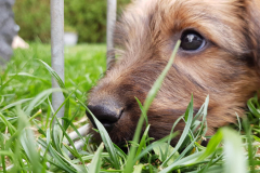 Welpen_H_7_3