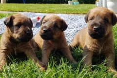 Welpen_I_4_2