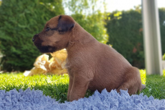 Welpen_I_4_3