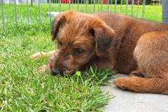 Welpen_I_7_6