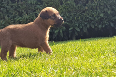 Welpen_J_4_4