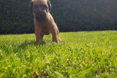 Welpen_J_4_6