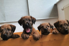 Welpen_J_6_1