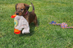 Welpen_K_6_2