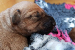 Welpen_L_2_4