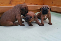 Welpen_L_3_2