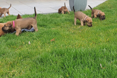 Welpen_L_5_2